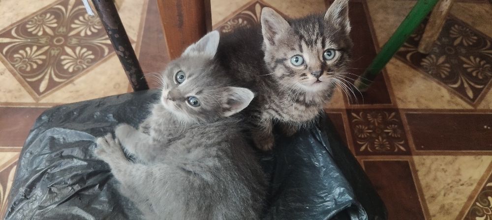 Віддам в добрі руки