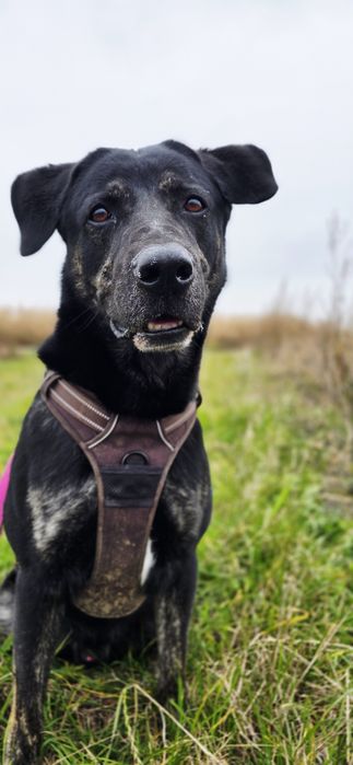 Potter cudowny samiec