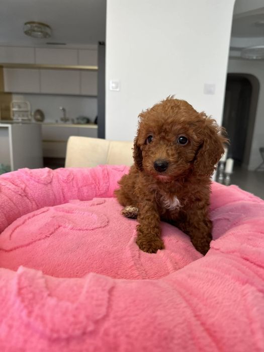 Sunia Pudel miniatura