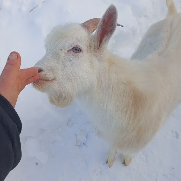 Продам молодого цапка