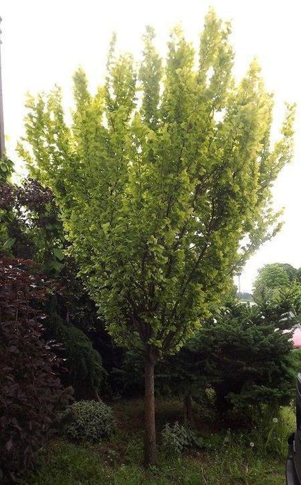 Drzewa liściaste formowane nasadzenia zastępcze lipa śliwa klon lipy