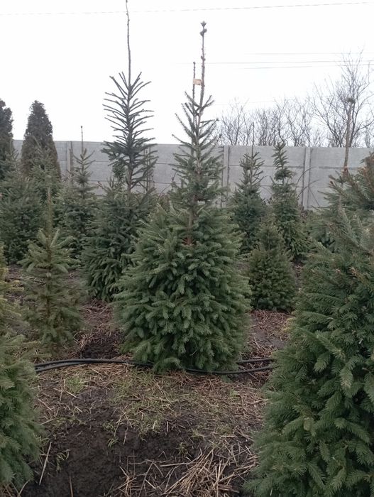 Жива новорічна ялинка