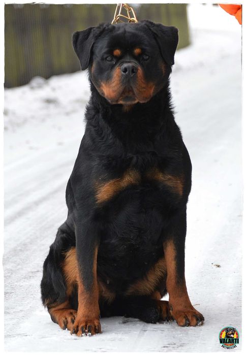 Rottweiler - Rezerwacja - suczka - Lato 2026