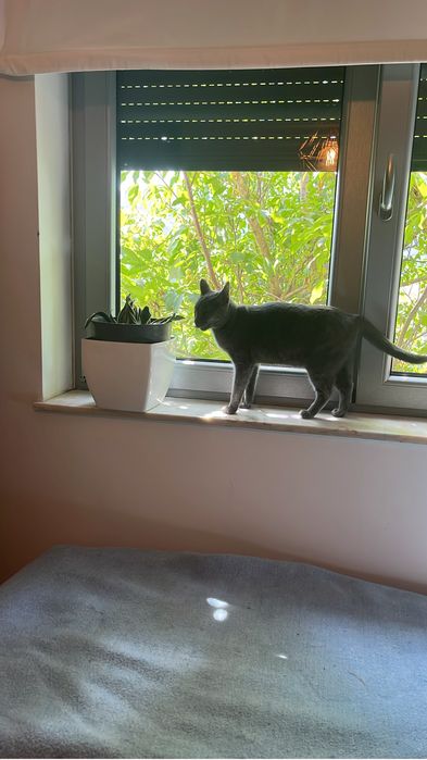 Cuido do seu animal em Braga- Hospedagem