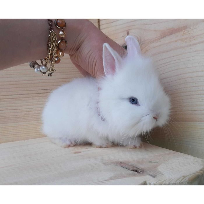 Супер мини кролики,большой выбор