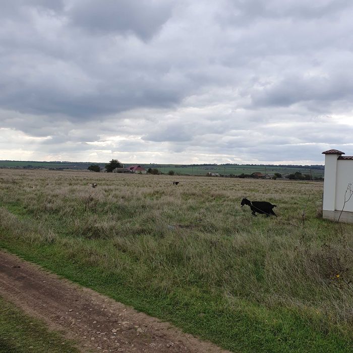 Участок С. Доброалександровка Овидиопольского р-на от Хозяина