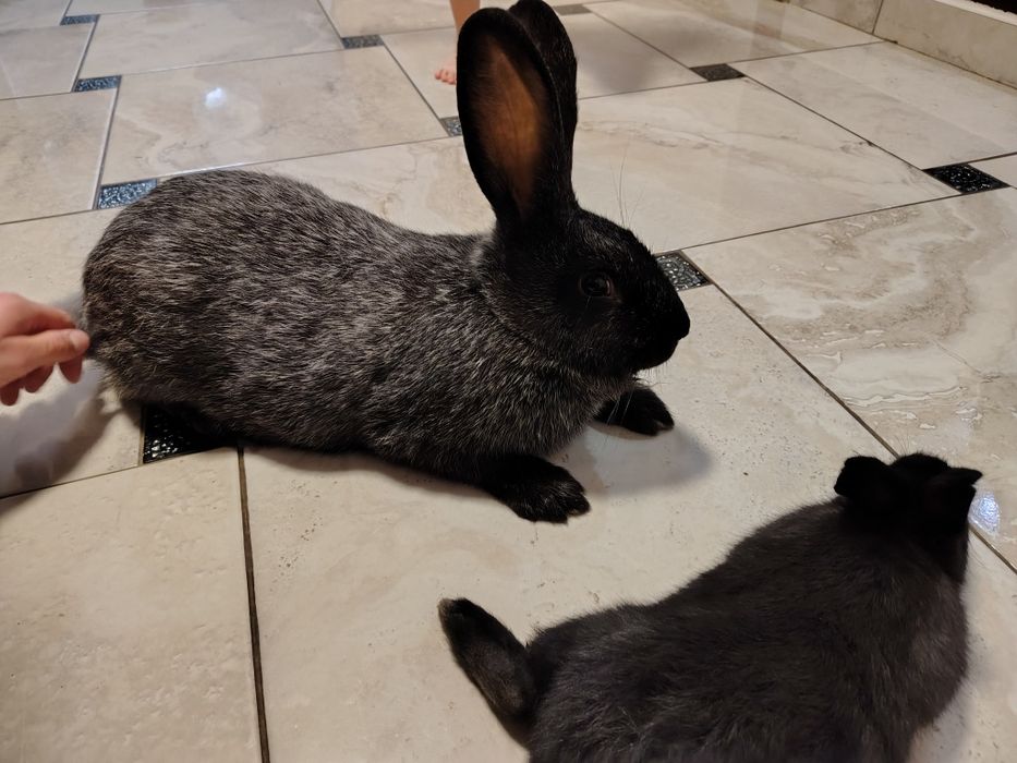 Кролі/Кролики Полтавське срібло