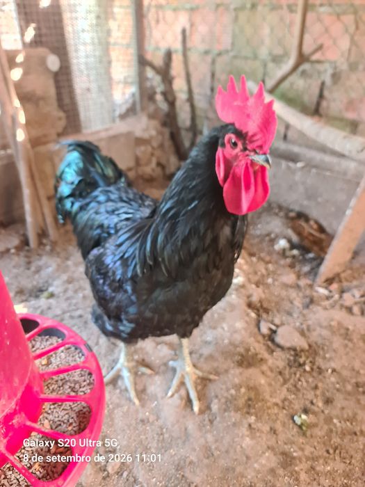 Galos gersey gigante