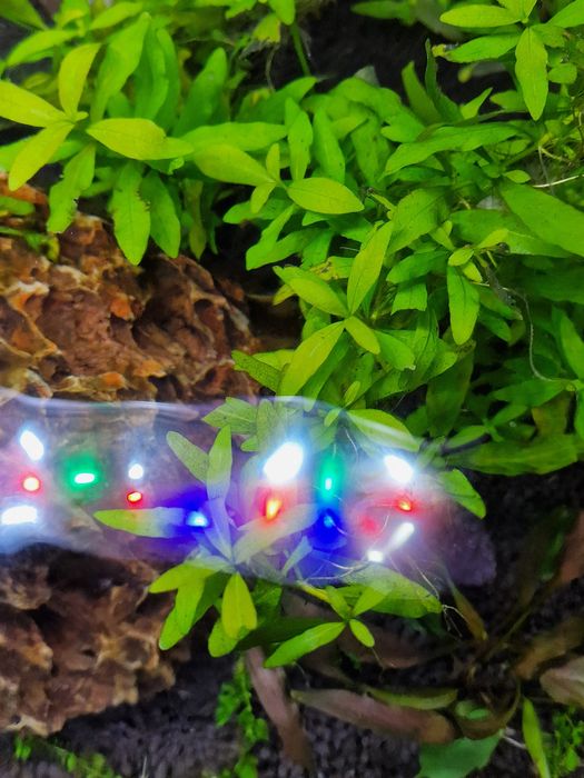 Hygrophila Polysperma