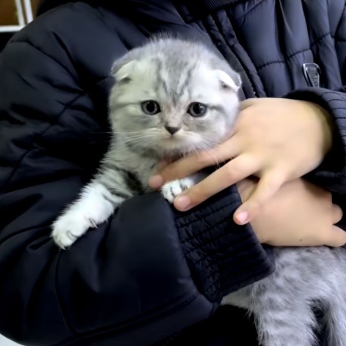 Дуже лагідні до дітей