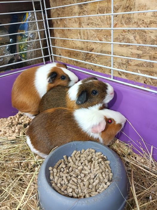 Морська свинка,морська свинка дівчинка,продається морська свинка дівч