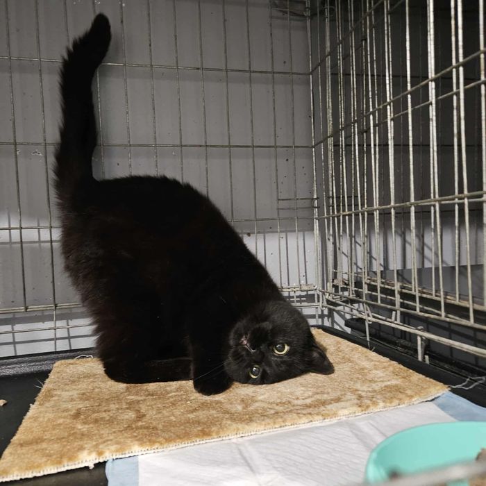 Piekne mlode kotki szukaja domu