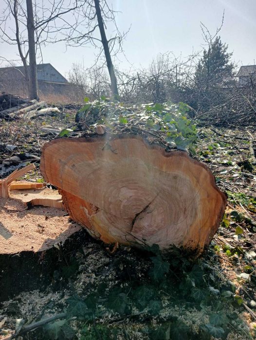 Czyszczenie karczowanie działek