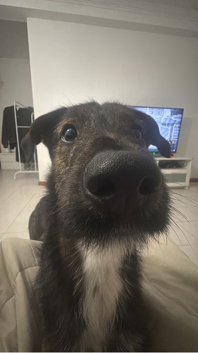 Cão para a adopção