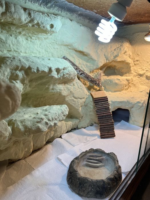 ODNOWIONE Terrarium piaskowe agama brodata + progamator czasowy