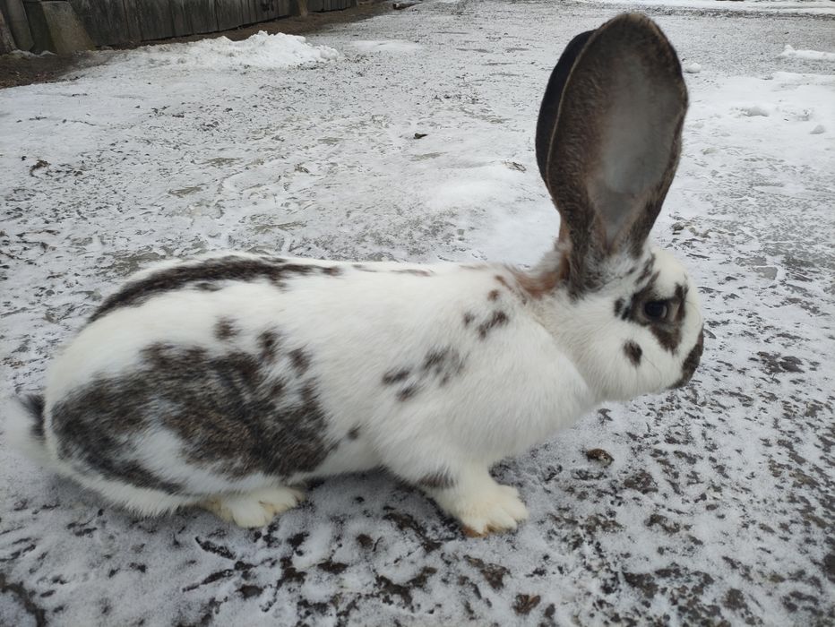 Sprzedam królika samca