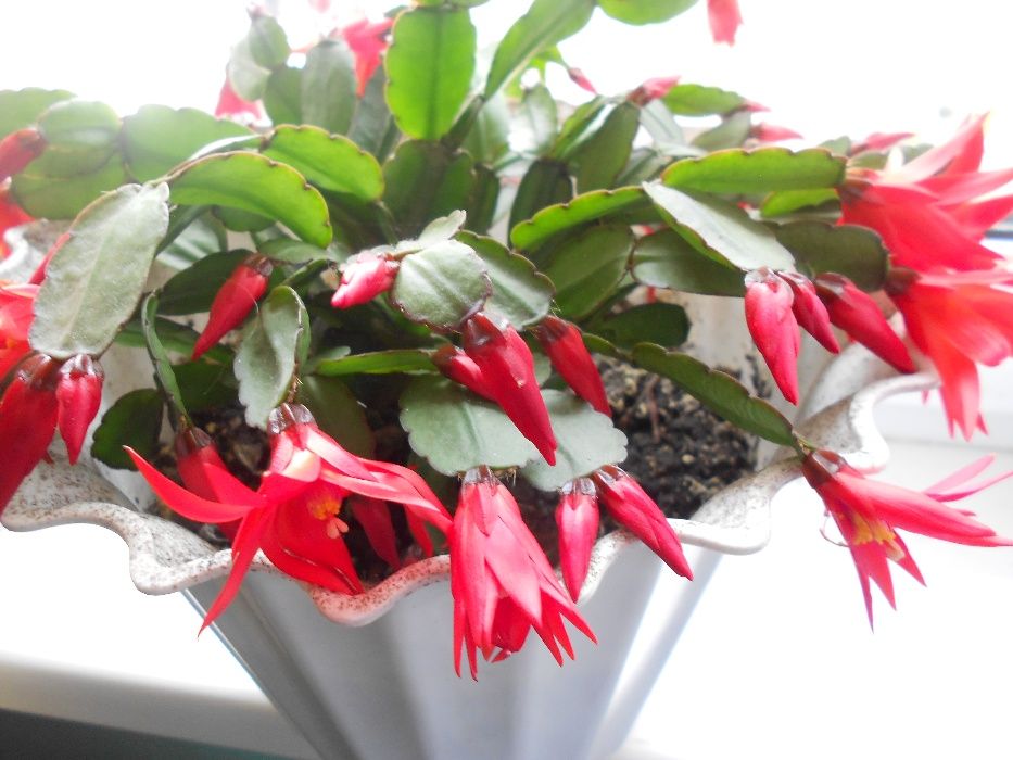 Детки рипсалидопсиса