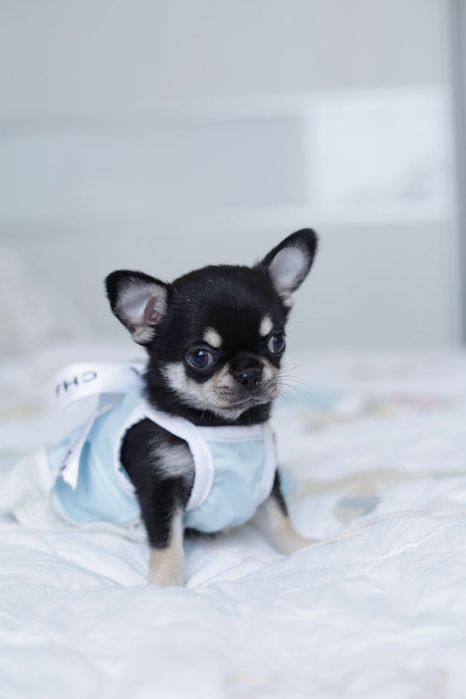 Chihuahua FCI dziewczynka