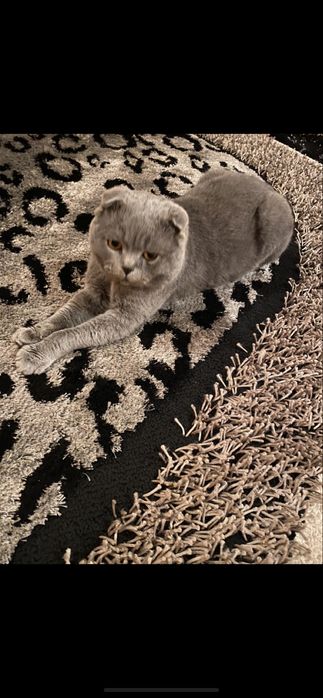 В’язка . Шотландський короткошерстий котик.