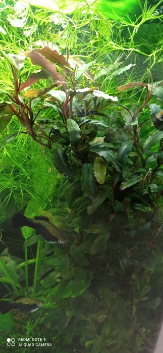 Продам буцефаландри  4  види.