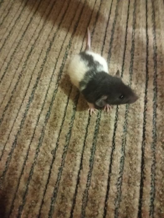 Крысята маленькие