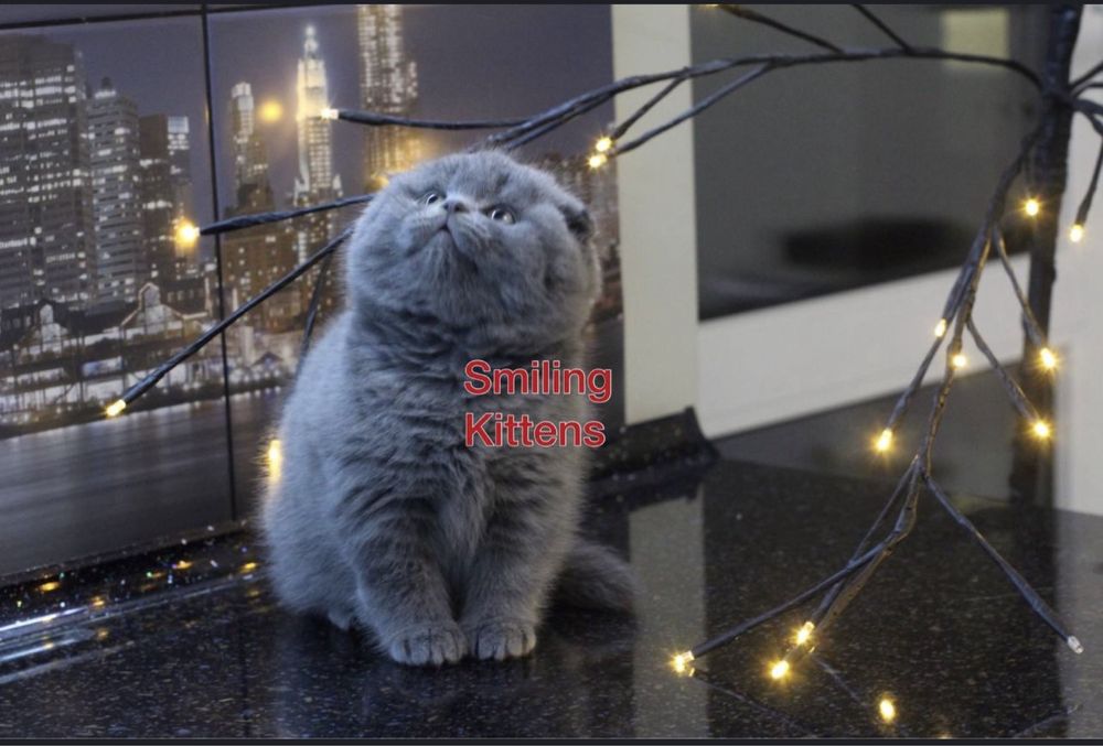Кошенята з особливим видом шерсті