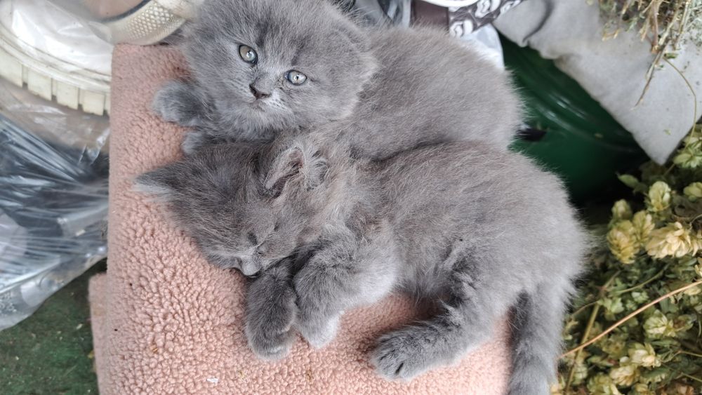 Кошенята висловухі