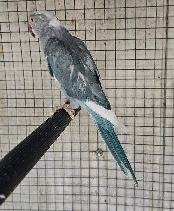 Casal ring neck malhados