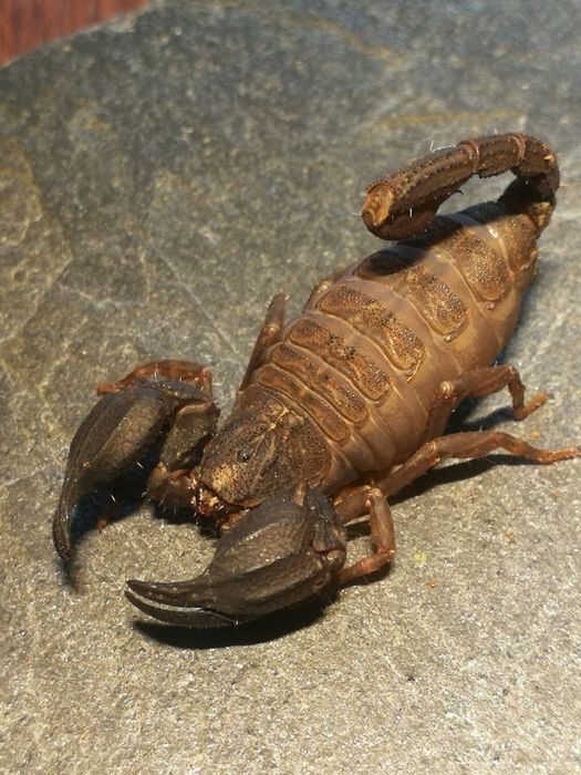 Hurt Chaerilus sp.Lale skorpion, ptasznik heterometrus,babycurus,liocheles