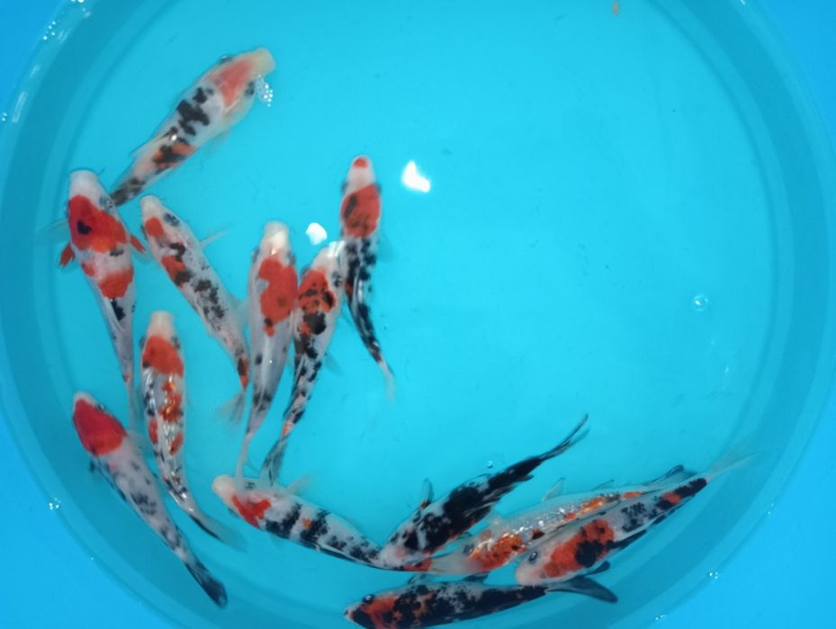 Carpas koi tricolor