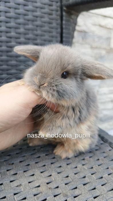 Mini lop króliki karzełek miniaturka baranek hodowla