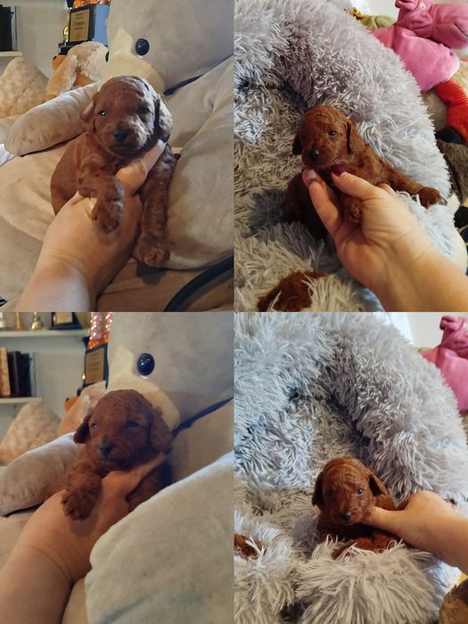 Pudel toy/miniatura sunia Red