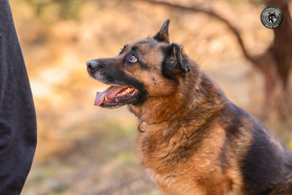Korsa suczka , owczarek niemiecki , adopcja z fundacji
