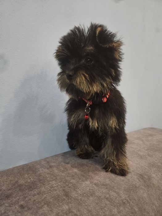 Sunia york z Rodowodem do odbioru