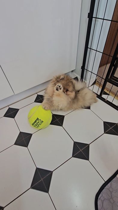 Miś pomeranian 3mc komplet szczepień