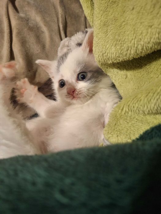 Кошеня, котик, кішечка Первомайськ Миколаївська обл.