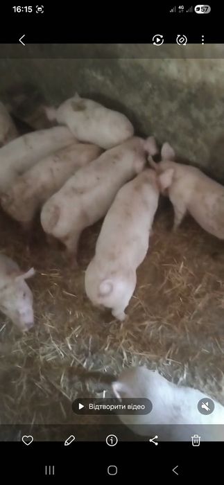 Малі поросята продаж