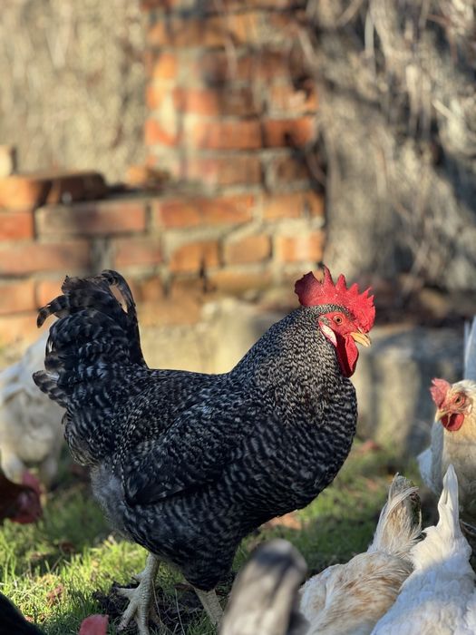 Куры несушки, доминант, ломан браун