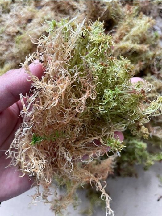 Чистий МОХ сфагнум ОПТ\МІНІОПТ 60л