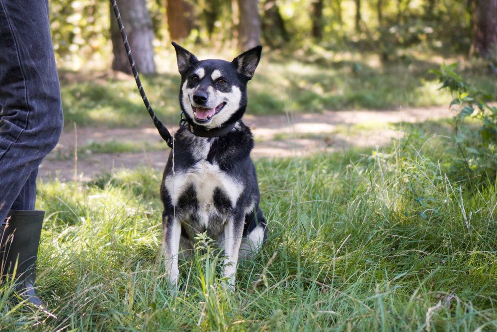 8 letnia Ksenia do adopcji!