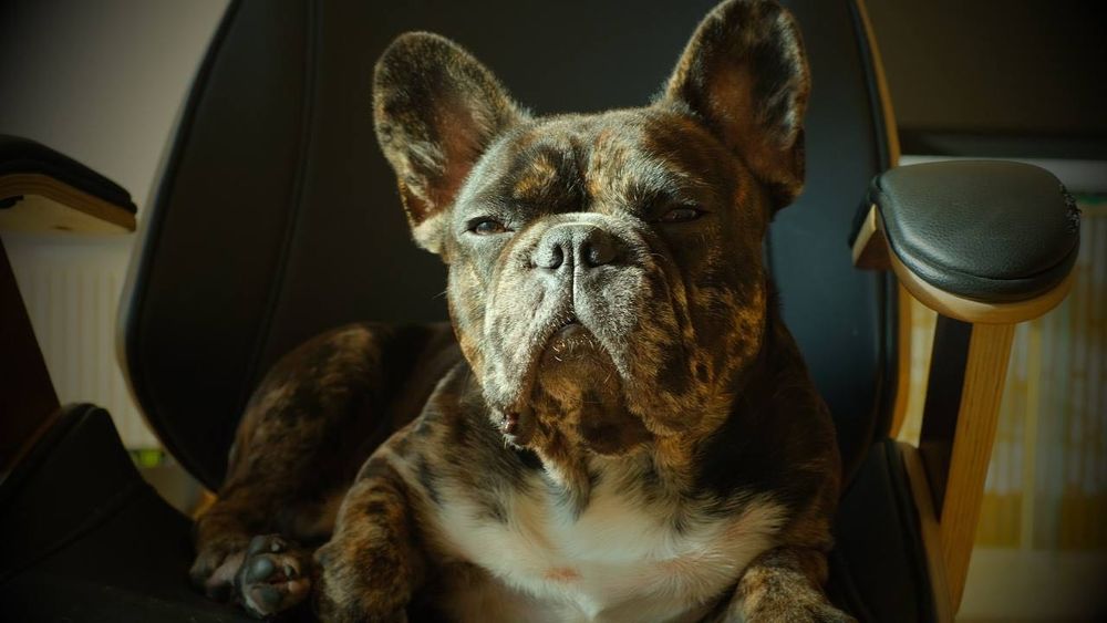 Француз шукає пару. Вязка