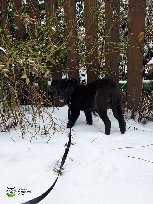 Maluszek szuka domku