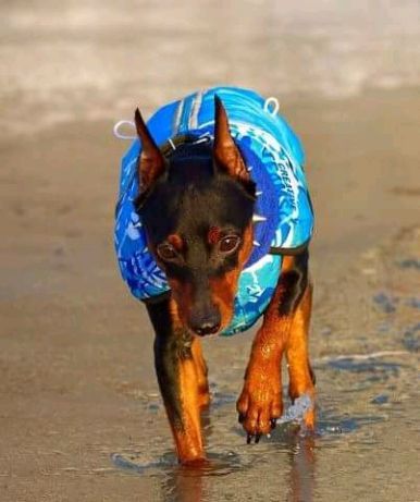 вязка цвергпинчер