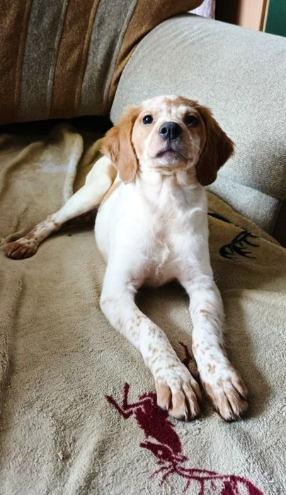 Епаньоль Бретон цуценя. Документи.