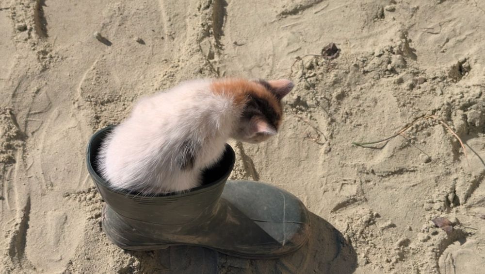 Віддам кицинят 2 місяці,  в добрі руки