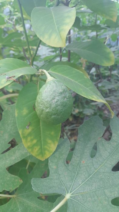 Саджанці лимона пандероза