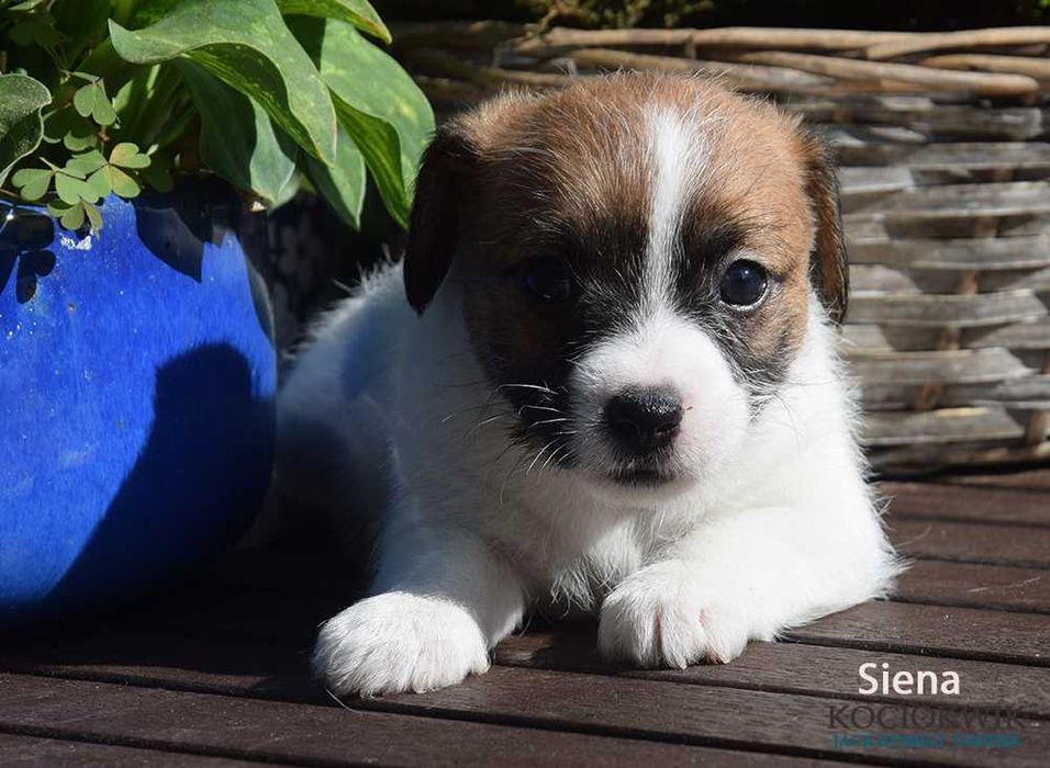 Jack Russell Terrier - suczka SIENA z rodowodem ZKwP