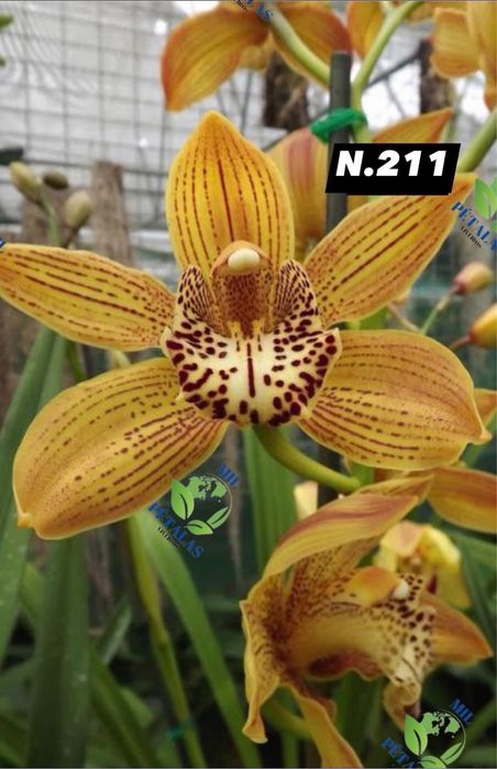 Orquídeas de Coleção a 9,50€ com 3/4 bolbos prontas a florir