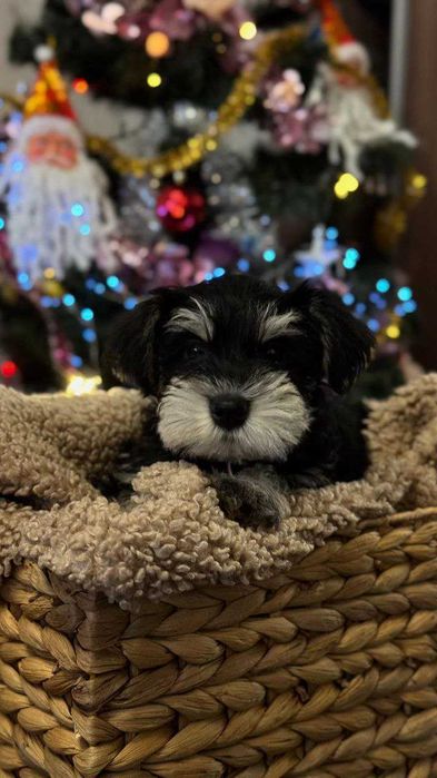 Цуцик Цвергшнауцер