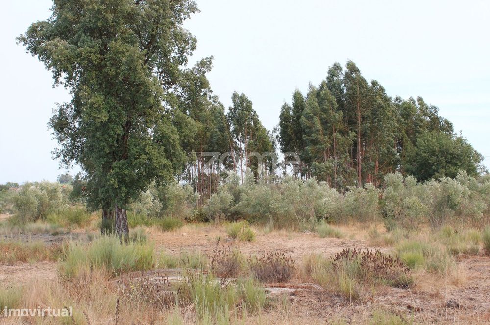 Terreno Rústico com Olival em Paranhos da Beira, Seia